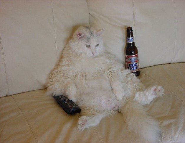 drunken cat Fear can paralyze your life