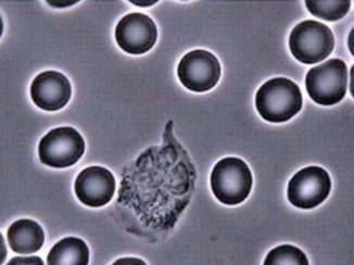 Healthy body cells