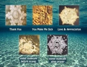 Animal Defence and emotion